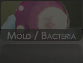 Mold and Bacteria Services
